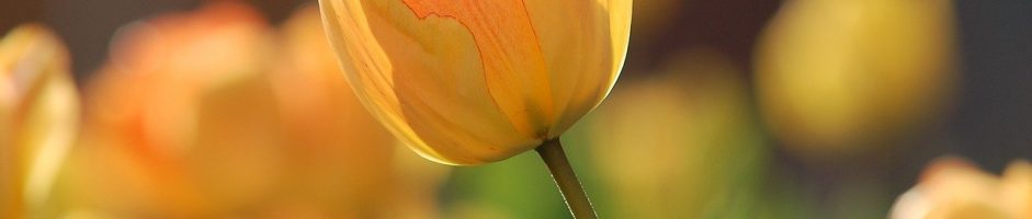 L ATELIER VERT – PUBLIFLEURS