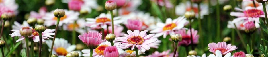 SARL ANTOLINE FLEURS